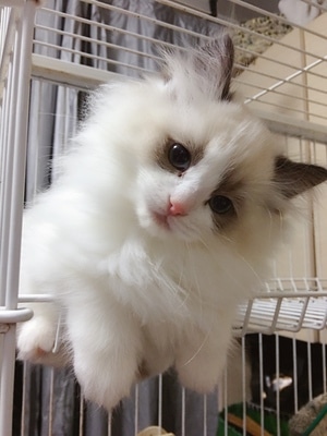 宠物-喵星人-萌猫-宠物猫-吸猫 图片素材