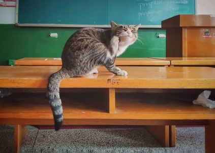 萌宠写真-手机摄影-动物-猫-猫咪 图片素材