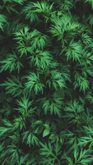 纹理-手机摄影-自然-春-色彩 图片素材