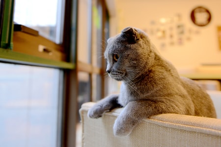 宠物-猫-毛茸茸-可爱-特写 图片素材