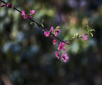 花-闲适-春日影像-色彩-桃花 图片素材
