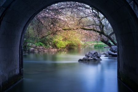 风光-城市风光-樱花-西湖-太子湾 图片素材