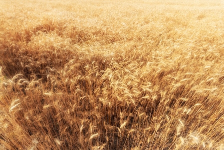 麦田-风吹麦浪-植物-麦子-麦地 图片素材