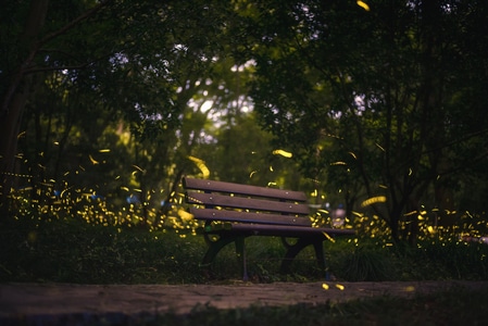 萤火虫-夏日-南京-夜景-风光 图片素材