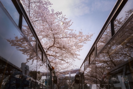 樱花-城市风光-上海-车站-浪漫 图片素材
