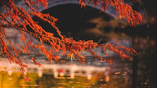 秋季-风光-氛围-色彩-植物 图片素材
