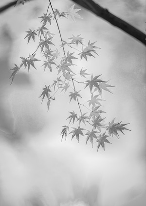 氛围-风光-黑白-植物-叶子 图片素材