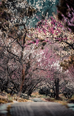 氛围-色彩-风光-抓拍-风景 图片素材