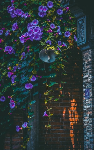 风光-色彩-氛围-花-花朵 图片素材
