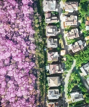 春天-樱木花道-大厦-建筑-房屋 图片素材