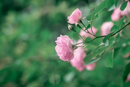 蔷薇-暮春-花-蔷薇季-蔷薇 图片素材