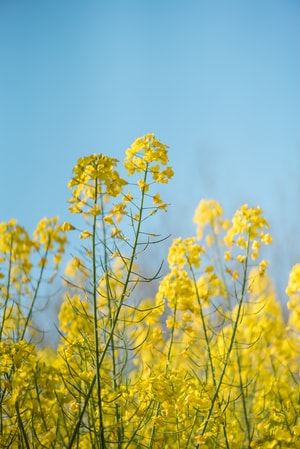 清明-油菜花-家乡-花-花朵 图片素材