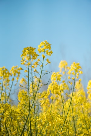 清明-油菜花-家乡-花-花朵 图片素材