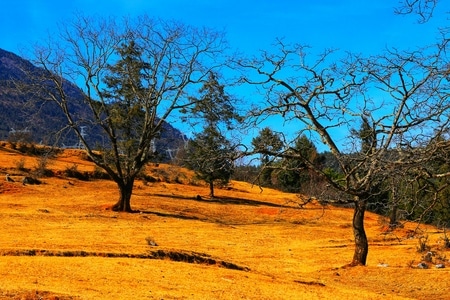 旅行-风光-木里-风景-枯树 图片素材