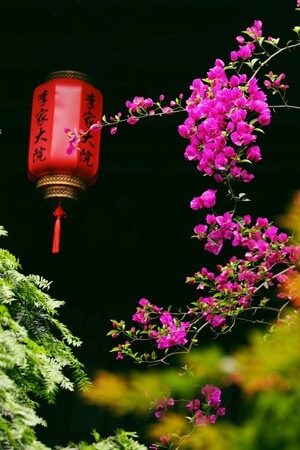 成都-柳江古镇-植物-花-花朵 图片素材