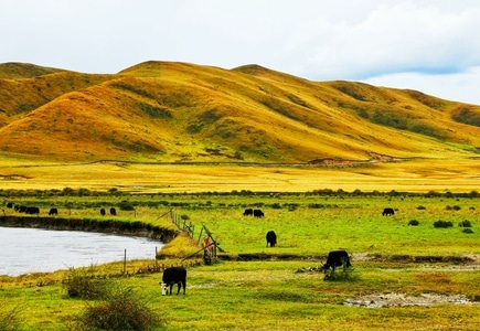旅行-风光-若尔盖-风景-自然 图片素材