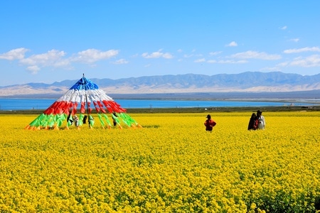 旅行-青海-油菜花-花-花卉 图片素材