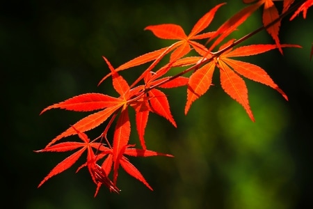 绿道-枫叶-树叶-树枝-叶子 图片素材