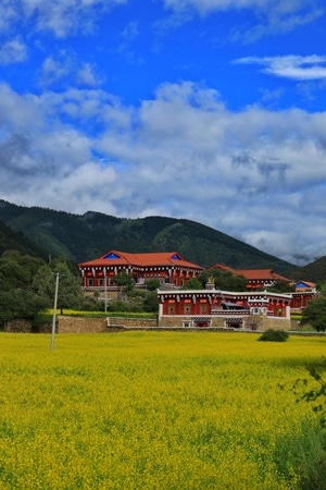 旅拍-道孚7月-油菜花开-油菜花-油菜花田 图片素材
