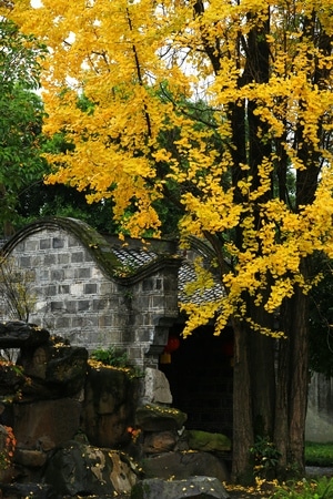 城市街景-风景-树-树木-银杏树 图片素材