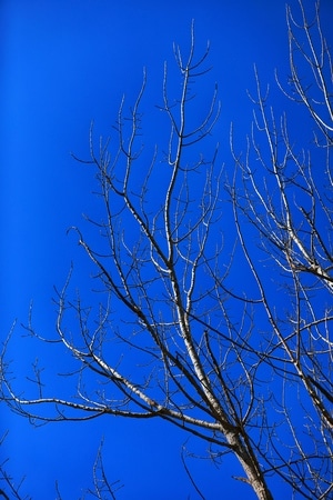 蓝-木里-树木-风景-树 图片素材