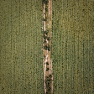 向日葵-路-树-对称-乡村道路 图片素材