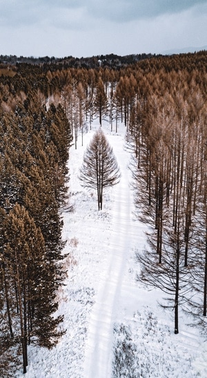 林海雪原-树-落叶松-林场-雪 图片素材