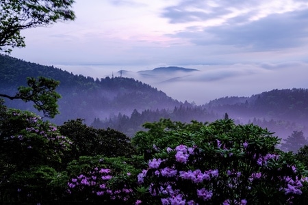 森林-风光-天台山-风景-天台山 图片素材