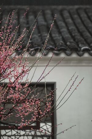 园林-苏州园林-梅花-沧浪亭-花 图片素材