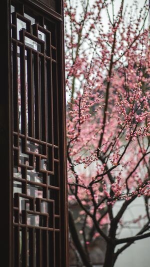 园林-苏州园林-梅花-沧浪亭-花 图片素材