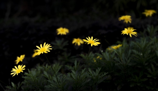 花-春天-菊花-小黄花-春 图片素材