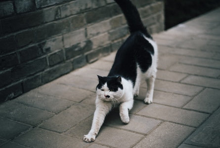 寺庙-寺-腊梅-猫-人文 图片素材