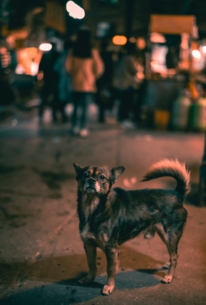 西安-老街-城中村-街拍-扫街 图片素材