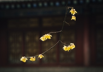 寺庙-寺-腊梅-猫-人文 图片素材
