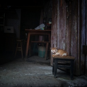 纪实-人文-重庆-猫-猫咪 图片素材