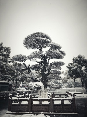 风光-雪景-随手拍-雪花-景色 图片素材