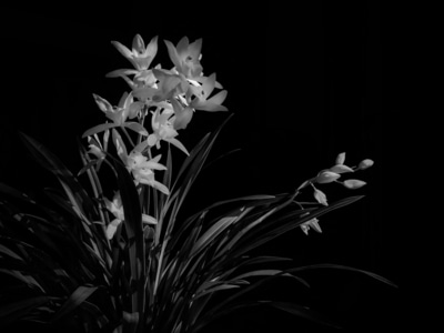 兰花-黑白-生活-花-花朵 图片素材