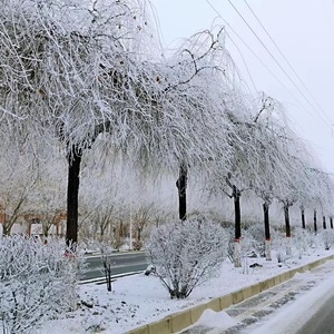 冬-霜-自然-雪景-雪 图片素材