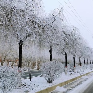 冬-霜-自然-雪景-雪 图片素材