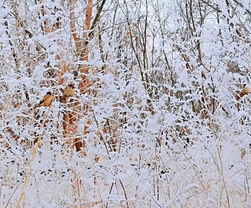 冬-霜-自然-雪景-雪 图片素材