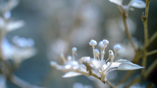 红外线摄影-微距-摄影-花-植物 图片素材