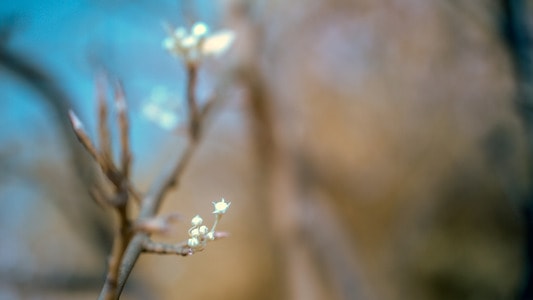 红外线摄影-微距-摄影-花-植物 图片素材