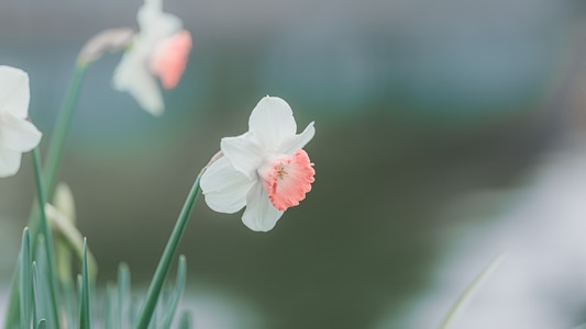 春天-水仙花-花卉-花-植物 图片素材