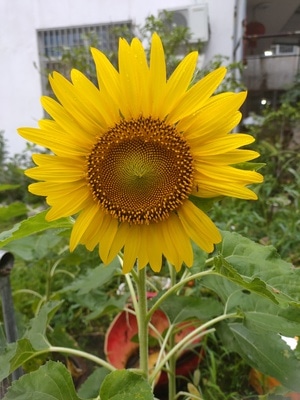 花花世界-向日葵-夏日-花开-像素蜂蜜首发 图片素材