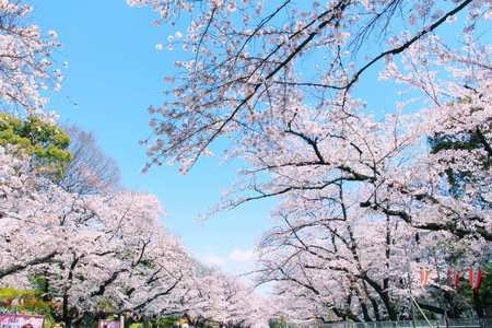 樱花-日本-日系-小清新-春天 图片素材