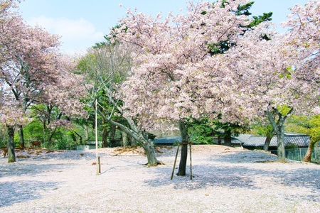 公园-奈良-日本-旅行-樱花 图片素材