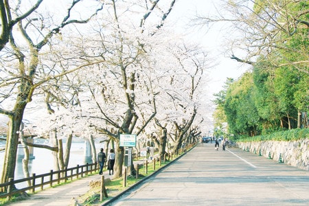 旅行-日本-樱花-春天-小清新 图片素材