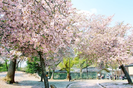 公园-奈良-日本-旅行-樱花 图片素材