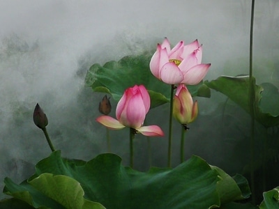 安顺市-荷花-休闲摄影-花-花卉 图片素材
