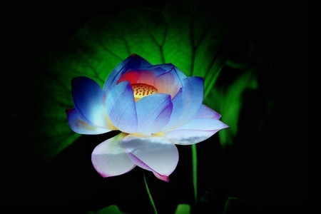 花-风景-随手拍-休闲度假-花 图片素材